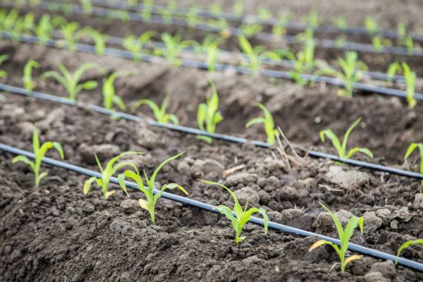 Yard Irrigation Installation