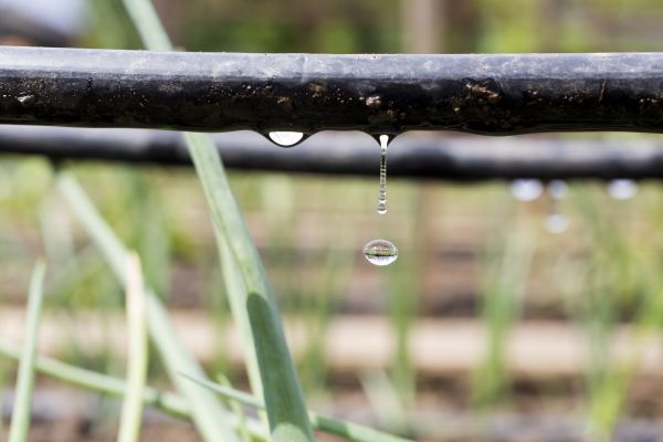Drip Irrigation Assembly