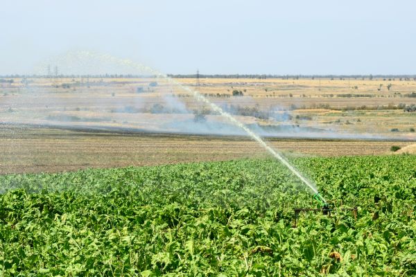 Plant Irrigation Installation